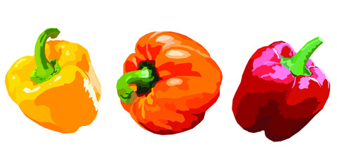 Set of vegetable. Vector illustration of various colorful peppers in yellow, orange and red