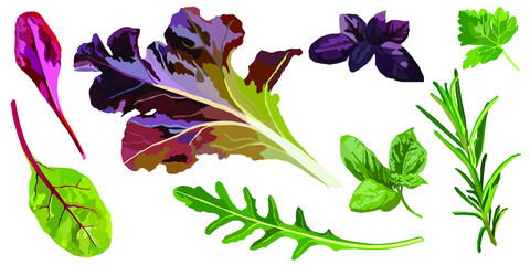Set of vector cuisine herbs, such as parsley, salad, rosemary, basil and arugula