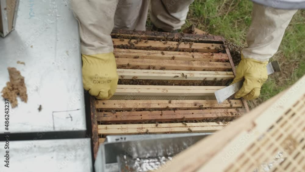 Aufkleber man apiarist holding a frame with bees in hands and examines it. after a check-up apiarist puts a fr