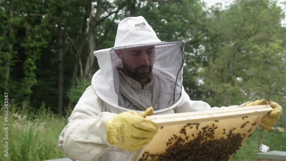 Poster apiary on field. beekeeper holds a honey frame with bees in hands. beekeeper at work near the wooden