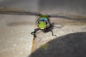Dragonfly on the Floor