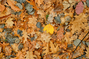 Autumn leaves on golden background. Autumn forest background. Yellow leaf