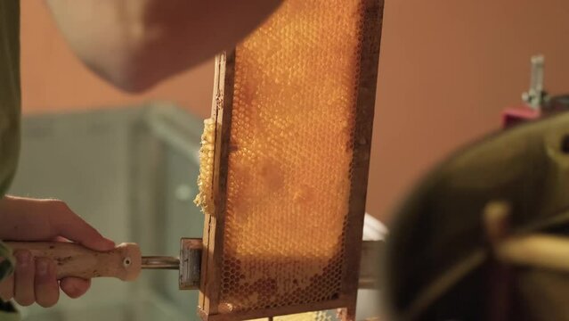 Beekeeper male Hand Using A Knife spatula To Clog Honeycombs With Honey from a wooden wax Frame. Polline propoli super fresh healthy food production