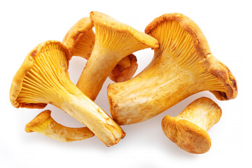 Golden chanterelle mushrooms isolated on white background.