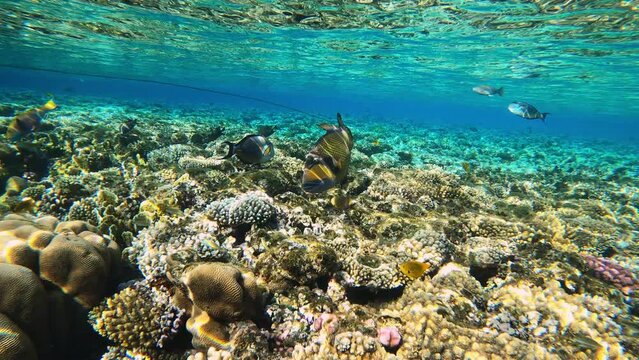 「Balistoides」の画像 716 件の Stock 写真、ベクターおよびビデオ Adobe Stock