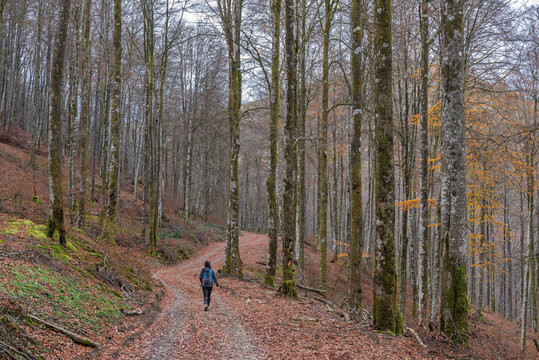 Hiker in the autumn forest