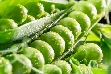 Perfect green peas in pea pod covered with water drops. Macro shot.