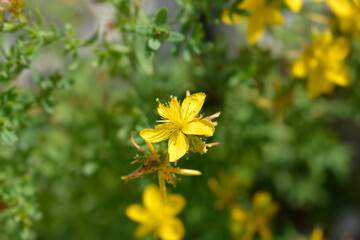 Perforate St Johns-wort