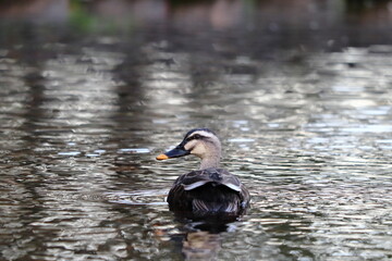 水辺のマガモ
