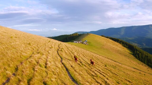 Splendid summer view of pasture with horses on a sunny day. Filmed in 4k, drone video.