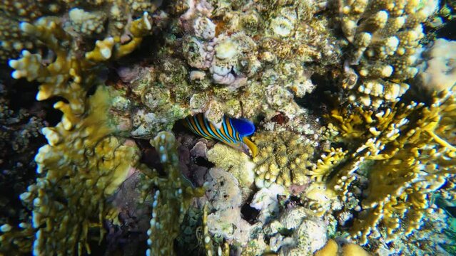 Underwater colorful tropical sea fishes and reef marine. Colorful Coral garden seascape in Red sea Egypt. Regal angelfish or Pygoplites diacanthus