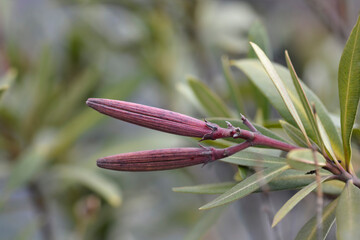Common oleander
