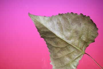 Hoja seca de àrbol Jacaranda mimosifolia, son venas texturadas y serruchadas en el borde, forma un...