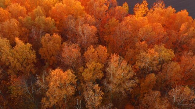 Fantastic autumn forest glows in the sunlight from a bird's eye view. Filmed in 4k, drone video.