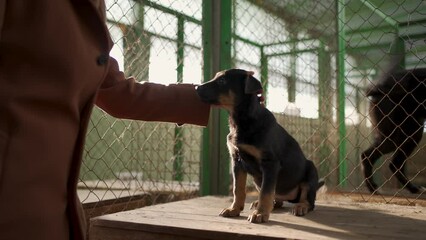 Homeless puppy being adopted from stray and homeless pets shelter - Powered by Adobe