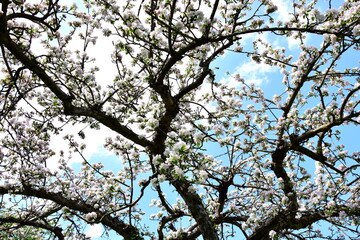Apfelbaum mit Apfelblüten in weiß und rosa in Südtirol - Hintergrund und Textur - Apfelbaumblüte - Apfelbaumblüten	