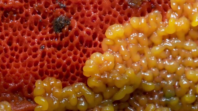 Schleimpliz oder Blob (Physarum polycephalum) Zeitraffer