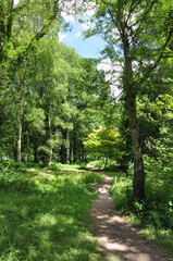 Summertime trees in the UK.