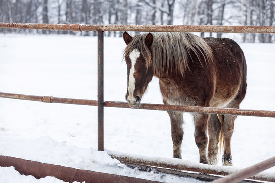 Brown furry plow horse in paddock on farm in winter season