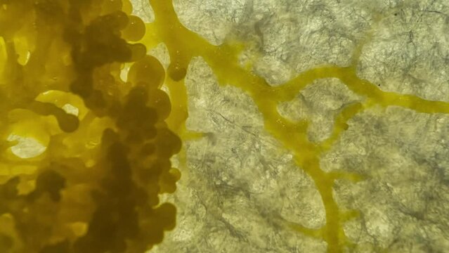 Schleimpliz oder Blob (Physarum polycephalum) Zeitraffer