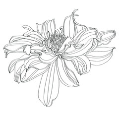 hand drawn flower, black and white line illustration of dahlia flowers on a white background