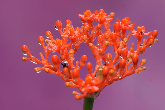 The buddha belly or goutystalk nettlespurge flower is in bloom. This herbaceous plant has the scientific name Jatropha podagrica. 