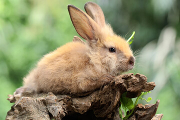 A rabbit is resting on a dry tree trunk. This rodent has the scientific name Lepus negricollis. 