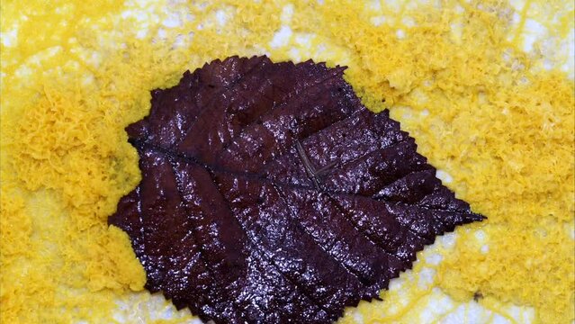 Schleimpliz oder Blob (Physarum polycephalum) Zeitraffer