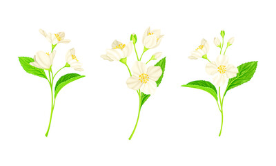 Jasmine Plant Specie with Fragrant White Flowers and Pinnate Leaves Vector Set