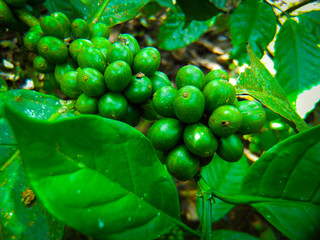 coffee cherries that are still green on the tree