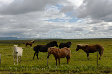 Obraz premium Horses in a paddock near Hella
