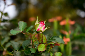 Fresh Beautiful rose bud in the garden