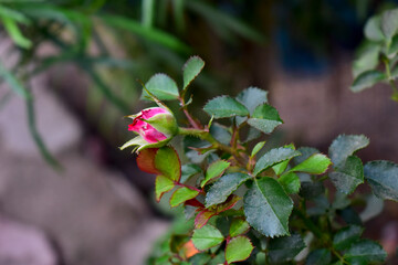 Fresh Beautiful rose bud in the garden