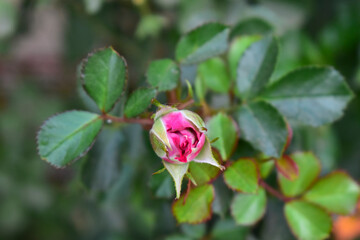 Obraz na płótnie Canvas Fresh Beautiful rose bud in the garden