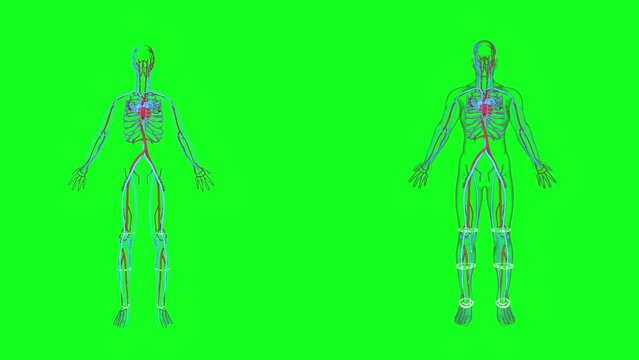 Human cardiovascular system animation. Human veins and arteries anatomy, medical model