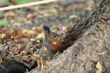 餌を食べる秋のエゾリス