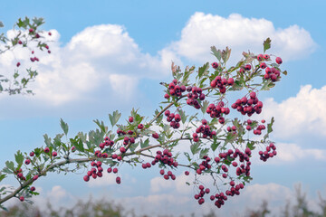 A branch of a wild-growing red berry in late autumn against a blue sky