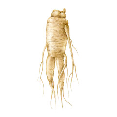 Ginseng root watercolor illustration. Fresh realistic organic natural herb. Traditional medicine energy supplement. Ginseng root hand drawn element. Isolated on white background
