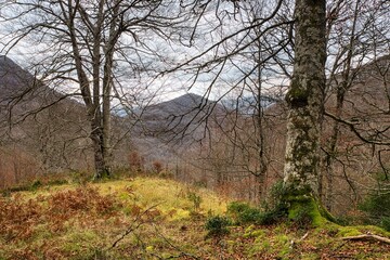 Naked trees in the Irati Forest