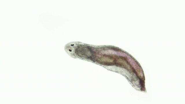 Turbellaria worm under the microscope, Platyhelminthes phylum. Possibly Macrostomidae. Sample found in the Indian Ocean