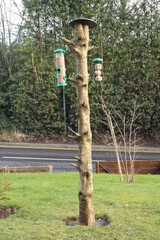 DIY birdfeeder stand, repurposing cut down tree and attracting wildlife to your garden concept
- 486250671