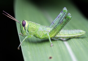 green grashopper