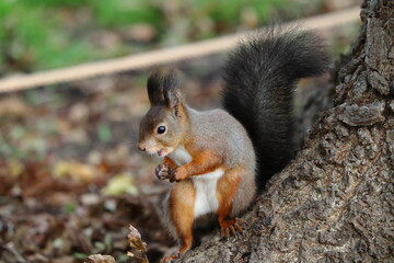 木の根元で立ち止まる秋のエゾリス