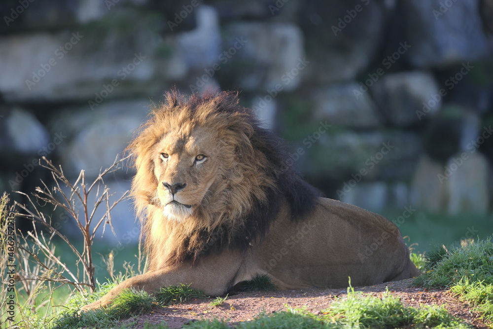 Sticker a closeup of the male lion resting with a ray of sunshine on his face.