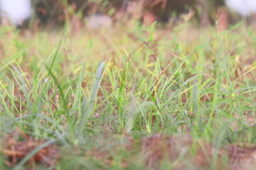 Defocused background Photo of Grass Flowers with grass Ears