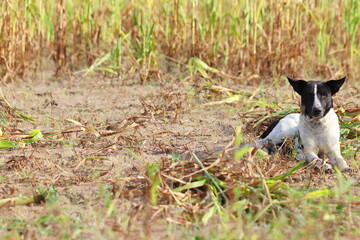 photo of a black and white dog sitting in the field