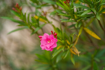 Beautiful of Oleander flower with blur background.