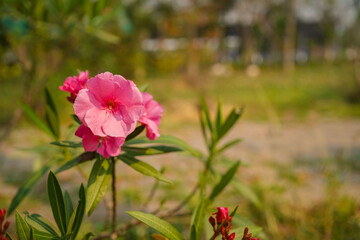 Beautiful of Oleander flower with blur background.