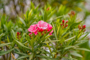 Beautiful of Oleander flower with blur background.