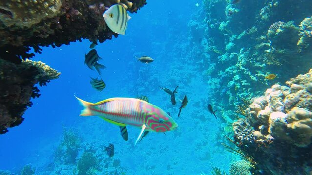 Underwater colorful tropical sea fishes and reef marine. Colorful Coral garden seascape in Red sea Egypt. Abudefduf saxatilis or Indo-Pacific sergeant fish